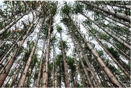 Red Pine.PNG